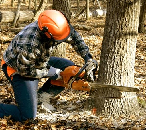 Tree Removal in Penobscot, ME